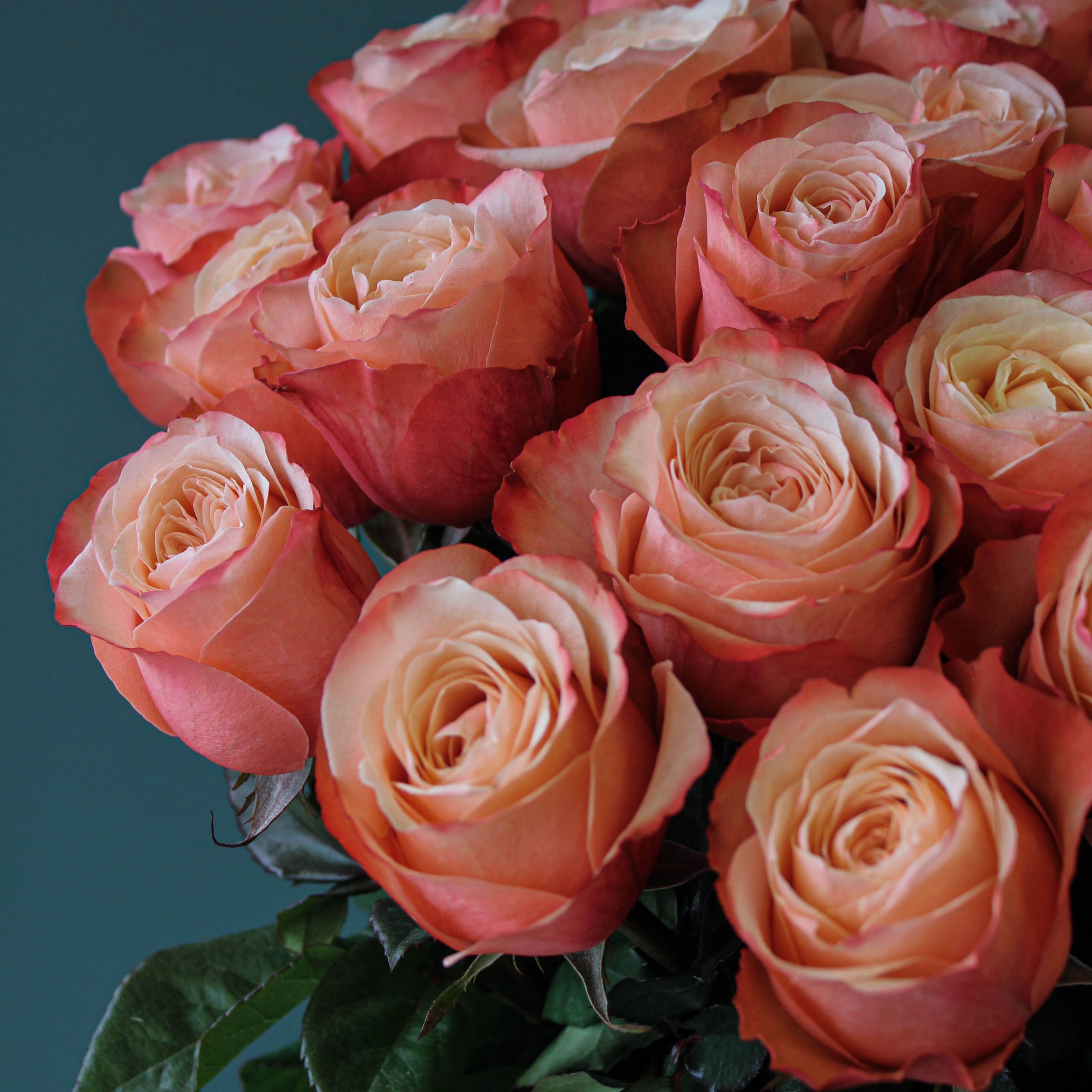 25 пионовидных персиковых роз "Kahala" Эквадор